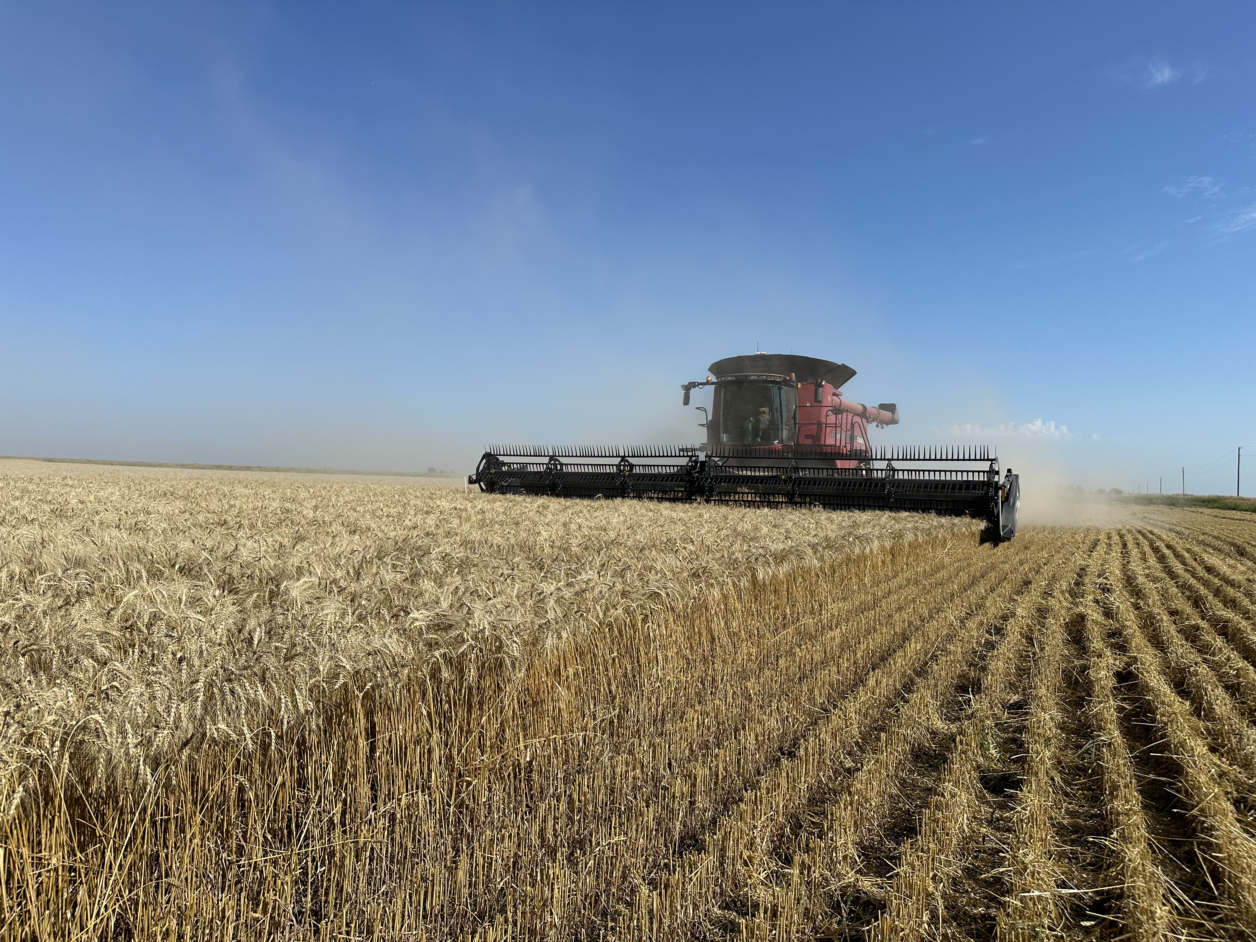 Combine harvesting wheat
